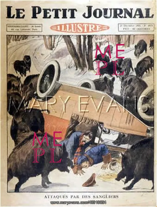 : PIG / WILD BOAR & CAR : PIG / WILD BOAR & CAR
