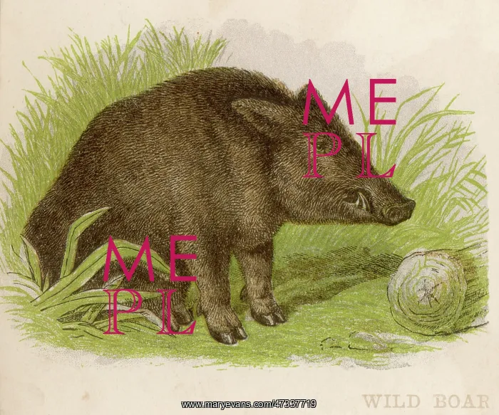  : Pig - Wild Boar - circa 1880