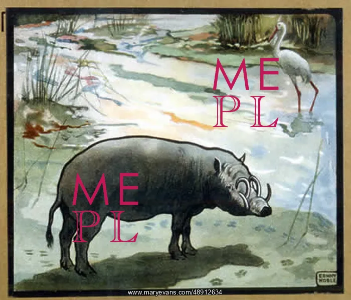 : PIG / WILD BOAR WARTHOG : PIG / WILD BOAR WARTHOG