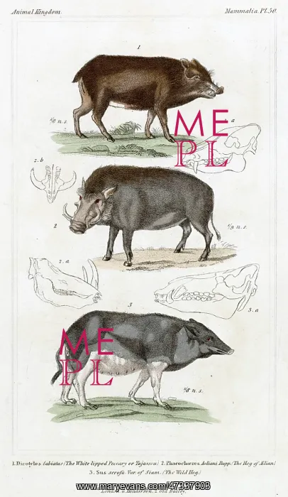 : PIG / WILD BOAR X3 19C : PIG / WILD BOAR X3 19C