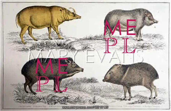 : PIG / WILD BOAR X4 19C : PIG / WILD BOAR X4 19C