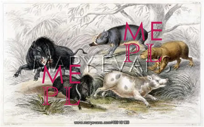 : PIG / WILD BOAR X5 19C : PIG / WILD BOAR X5 19C