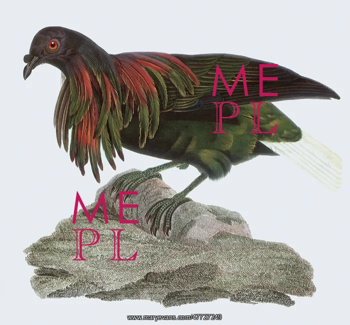  : Pigeon