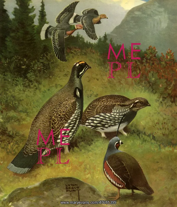  : Pigeon, Grouse, Quail