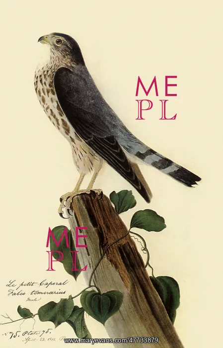  : Pigeon Hawk