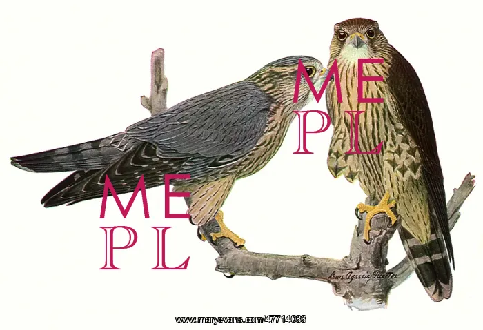  : Pigeon Hawks