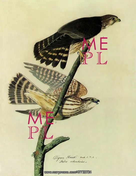 : Pigeon Hawks : Pigeon Hawks