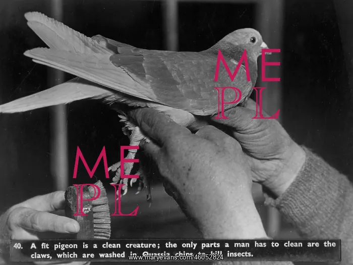 : Pigeon hygiene : Pigeon hygiene