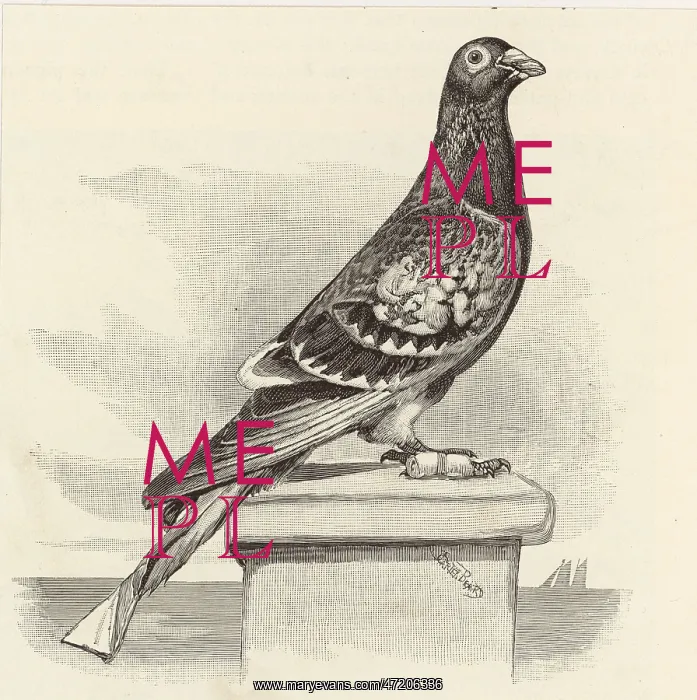 : PIGEON WITH MESSAGE : PIGEON WITH MESSAGE