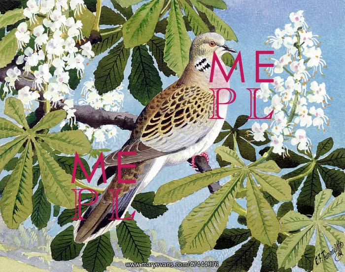  : Pigeon perched on a tree branch