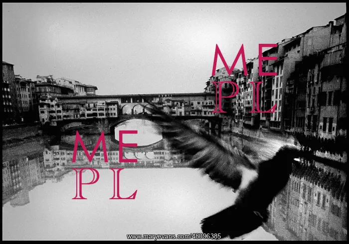  : Pigeon, Ponte Vecchio, Florence, Italy