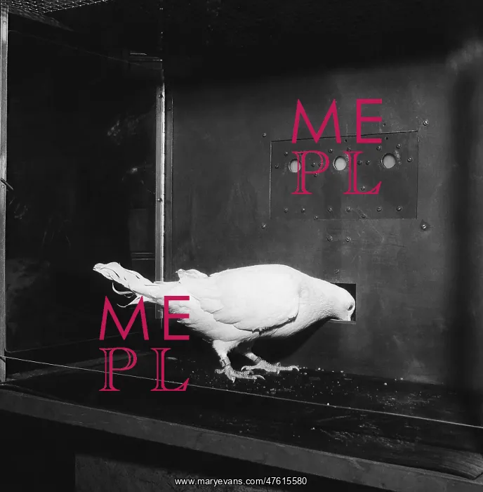 : Pigeon in Skinner box : Pigeon in Skinner box