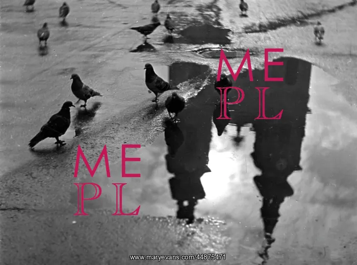 : PIGEON STUDY : PIGEON STUDY