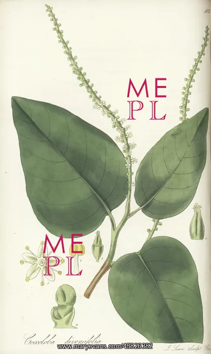 : Pigeonplum tree, Coccoloba diversifolia : Pigeonplum tree, Coccoloba diversifolia