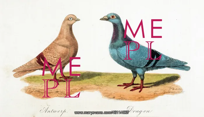  : Pigeons: Antwerp, Dragon