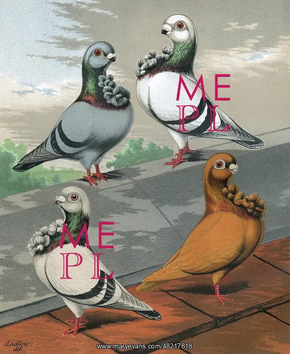 : Pigeons - Blue, Powdered-Blue, Silver, & Yellow English Owls : Pigeons - Blue, Powdered-Blue, Silver, & Yellow English Owls