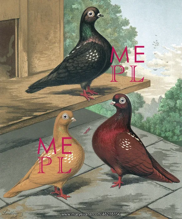 : Pigeons - Clean Legged Flying Tumblers : Pigeons - Clean Legged Flying Tumblers