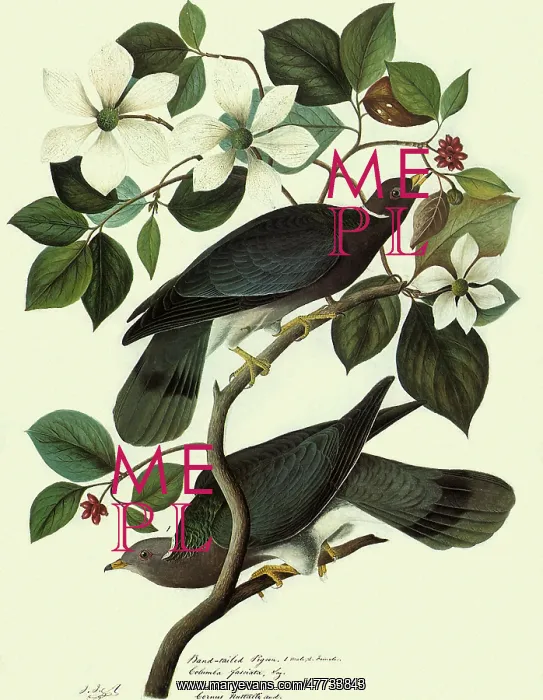  : Pigeons in Dogwood