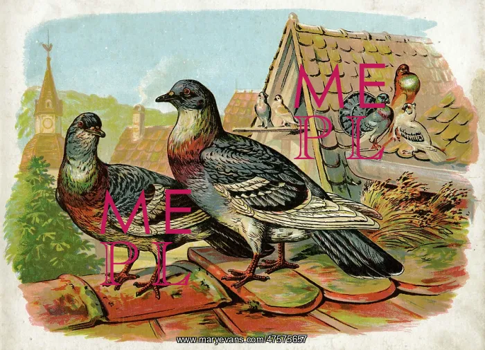 : Pigeons and doves on rooftops : Pigeons and doves on rooftops