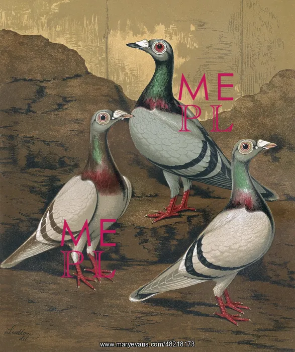 : Pigeons - Three Dragoons, Birmingham Fancy : Pigeons - Three Dragoons, Birmingham Fancy