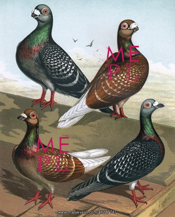 : Pigeons - Show and Flying Antwerps, Fancy Breed : Pigeons - Show and Flying Antwerps, Fancy Breed