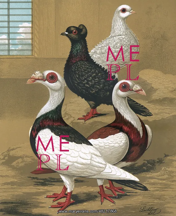 : Pigeons - Frill-Backs and Scandaroons, Fancy Breed : Pigeons - Frill-Backs and Scandaroons, Fancy Breed