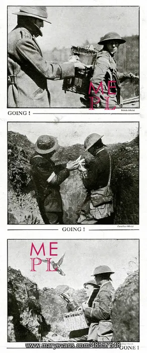 : Pigeons for message-carrying WWI : Pigeons for message-carrying WWI