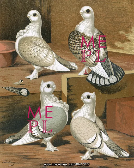  : Pigeons - A portrait of four Oriental Frills
