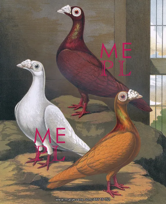 : Pigeons - Red, White and Yellow Dragoons, London Fancy Breed : Pigeons - Red, White and Yellow Dragoons, London Fancy Breed