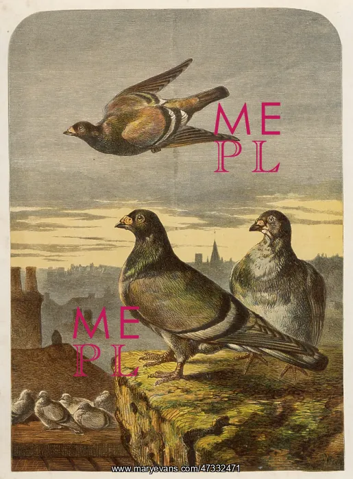 : Pigeons on Rooftops