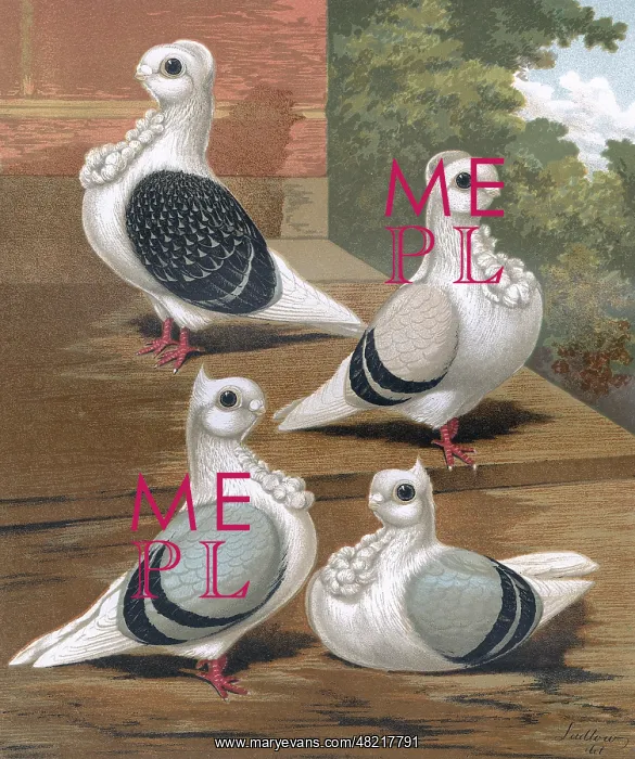 : Pigeons - Two Shell Crown and Two Point Crest Turbits : Pigeons - Two Shell Crown and Two Point Crest Turbits
