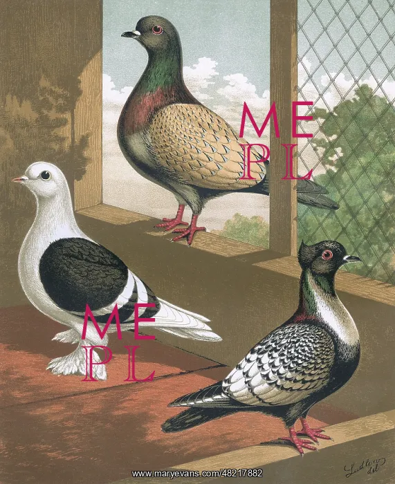 : Pigeons - Shield, Hyacinth, Suarbian, German Toy Breeds : Pigeons - Shield, Hyacinth, Suarbian, German Toy Breeds