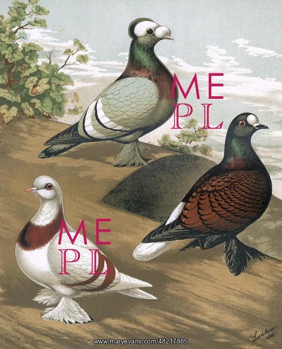 : Pigeons - Swiss or Crescent, Priest and Fire-Back : Pigeons - Swiss or Crescent, Priest and Fire-Back