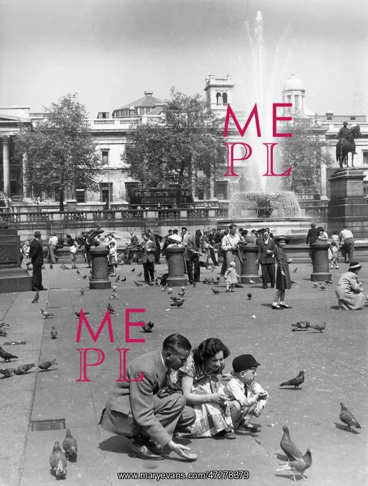 : PIGEONS TRAFALGAR 1950 : PIGEONS TRAFALGAR 1950
