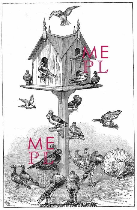 : Pigeons used by Charles Darwin at Down House : Pigeons used by Charles Darwin at Down House