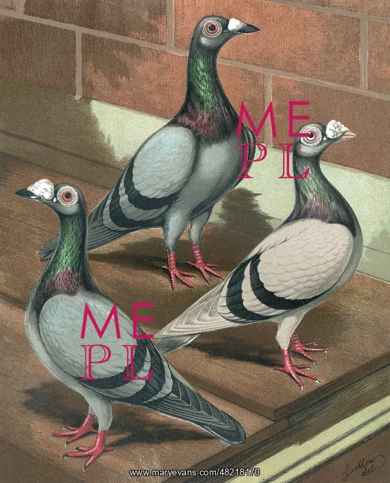 : Pigeons - Young and Old, Blue and Silver Dun Dragoon : Pigeons - Young and Old, Blue and Silver Dun Dragoon