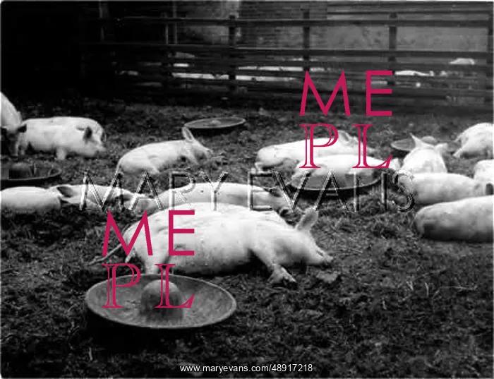 : PIGLET AFTERNOON NAP : PIGLET AFTERNOON NAP