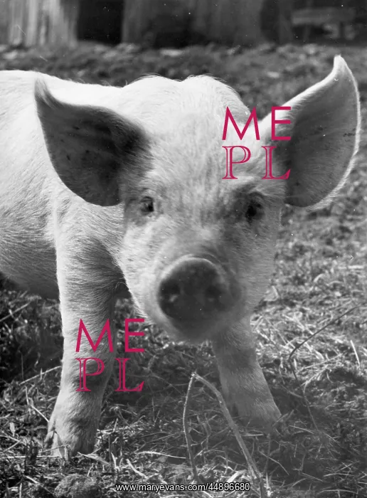  : A piglet gazes into the camera