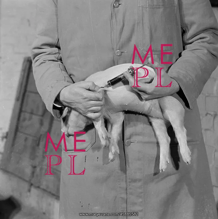 : Piglet injection : Piglet injection