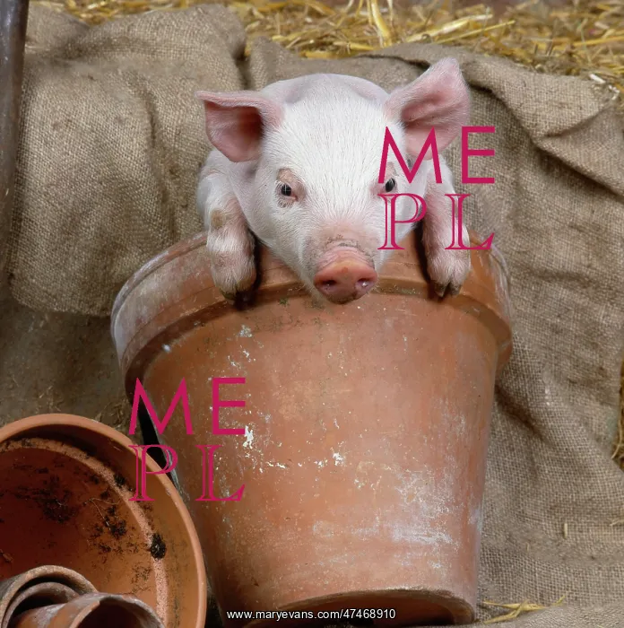  : Piglet in a Terracotta Flowerpot