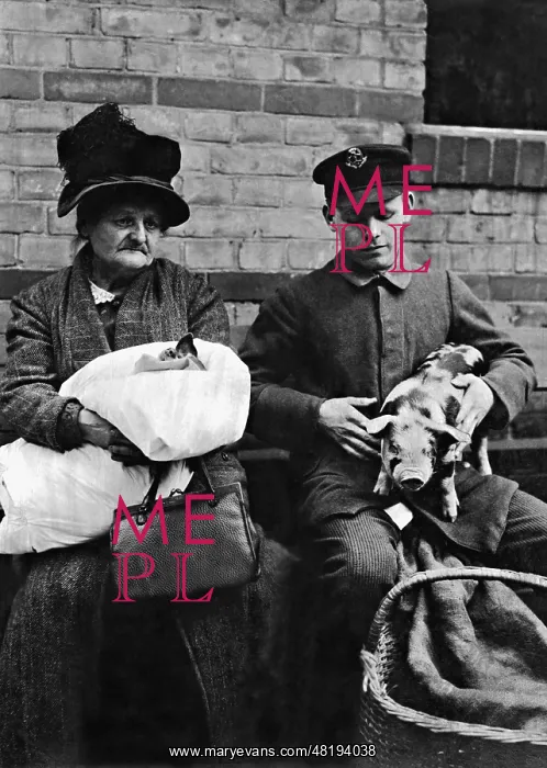 : Piglet at the vet, 1926 : Piglet at the vet, 1926