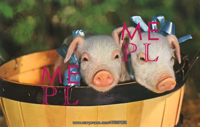  : Piglets in Basket