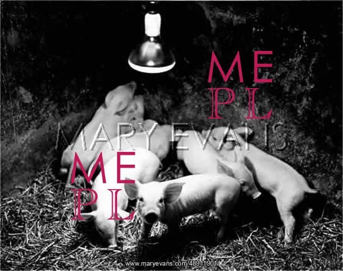  : PIGLETS / INFRA RED LAMPS