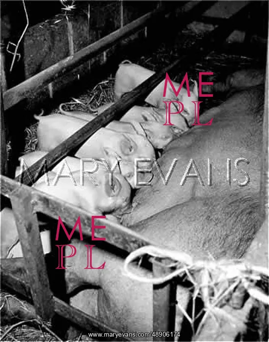  : PIGLETS & MOTHER