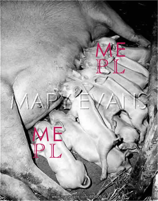  : PIGLETS AND MOTHER
