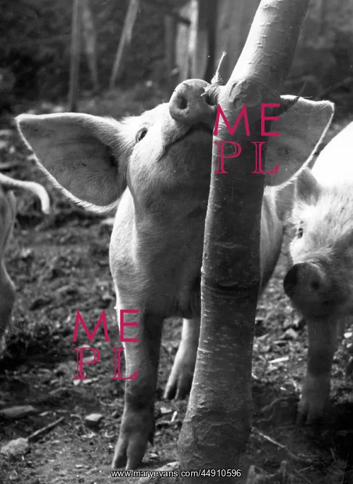 : Two piglets in a wooded area : Two piglets in a wooded area
