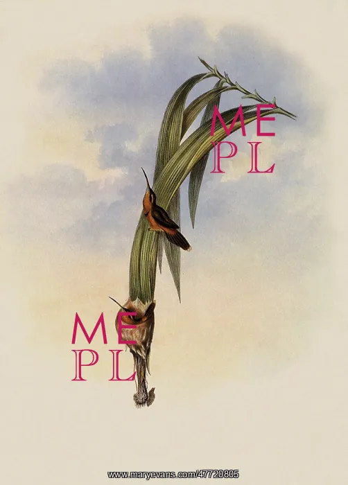 : Pigmy Hermit, PhaEothornis Pygm...aeus : Pigmy Hermit, PhaEothornis Pygm...aeus