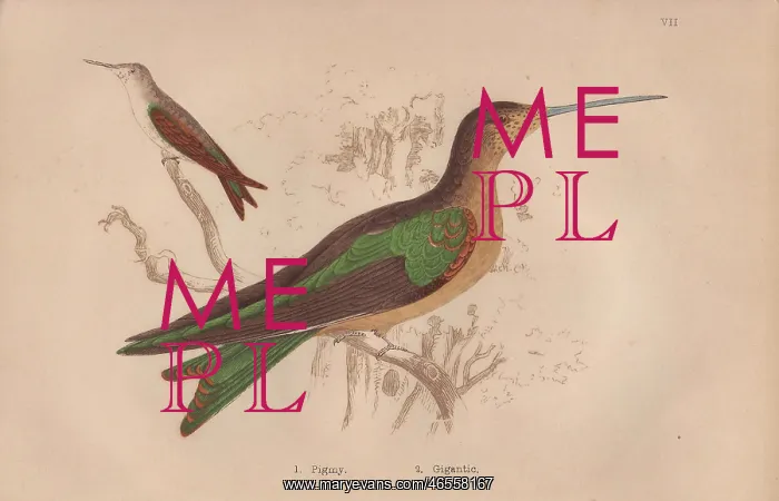 : Pigmy hermit, Phaetornis pygmaeus, and gigantic : Pigmy hermit, Phaetornis pygmaeus, and gigantic