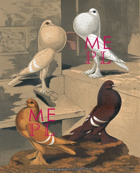: Two Pigmy Pouters and Two Isabel Pigeons : Two Pigmy Pouters and Two Isabel Pigeons