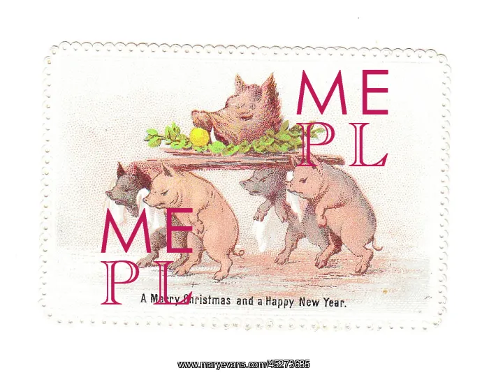 : Pigs with boar's head on a Christmas card : Pigs with boar's head on a Christmas card
